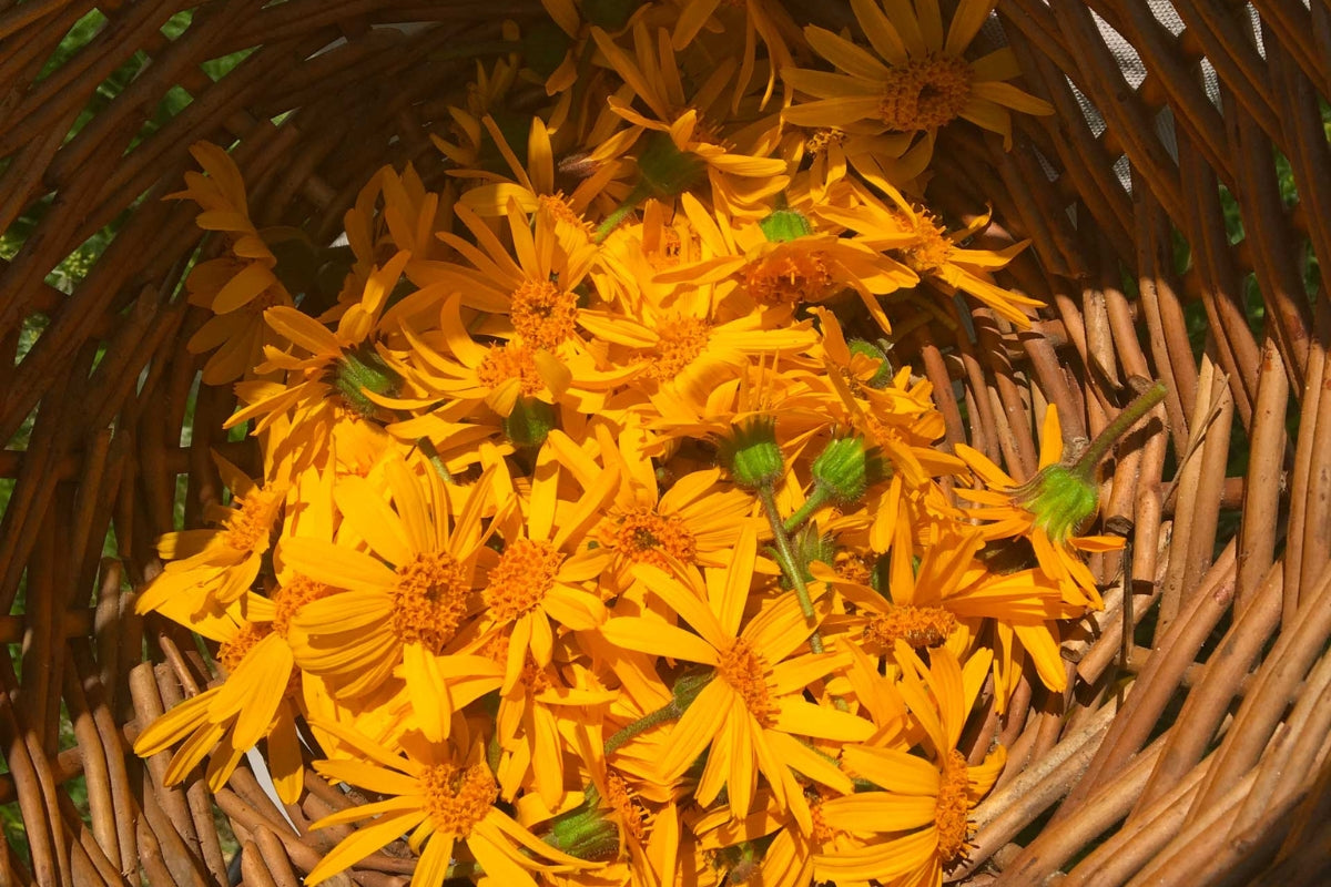 La crema-gel per il corpo a base di Tintura Madre di Fiori di Arnica Montana di NATURALSALUS